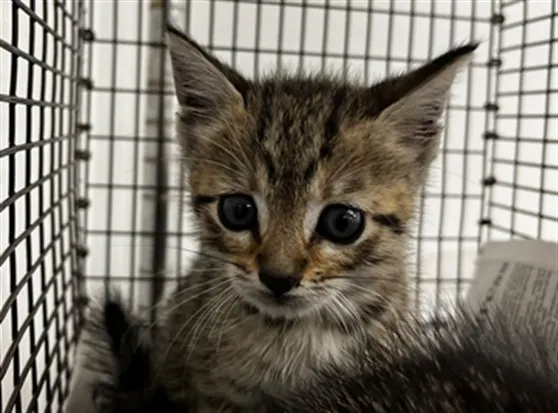 Adoptable Cat