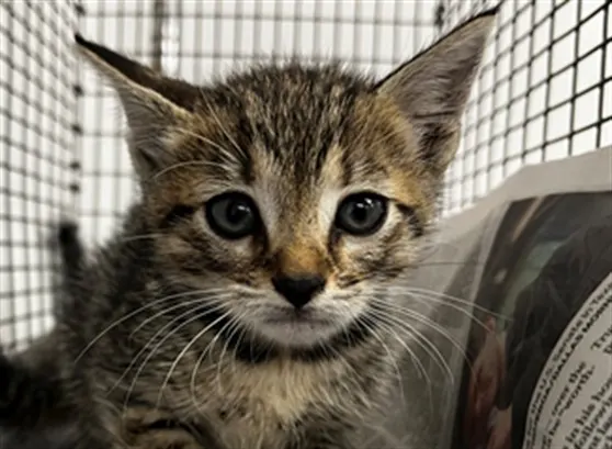 Adoptable Cat