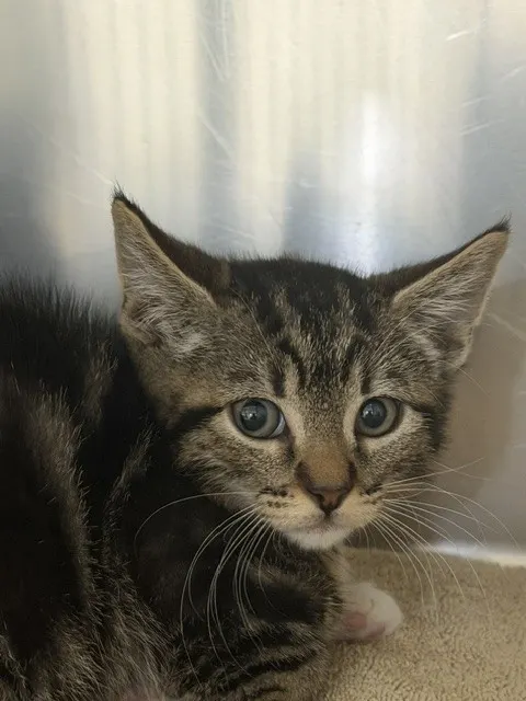Finn