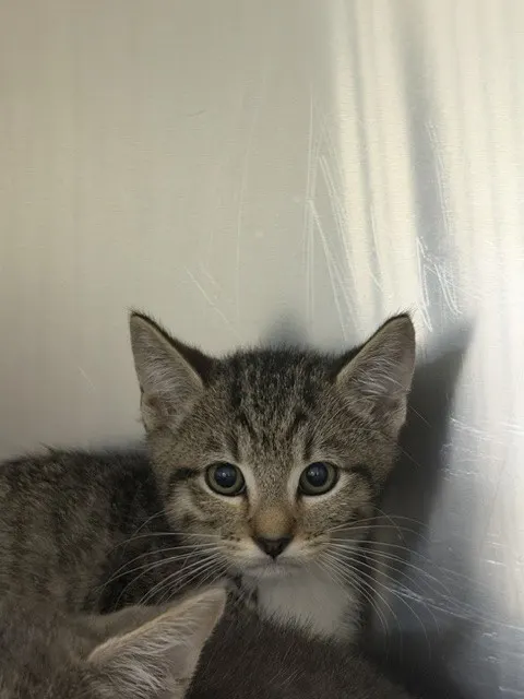 Rascal