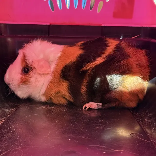 Mr Snuffles
