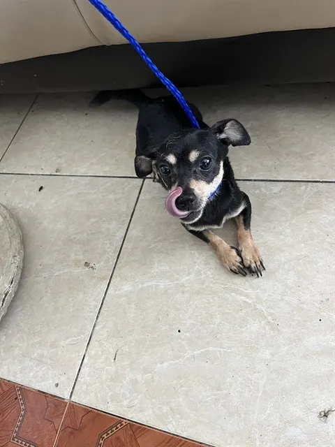 Coco