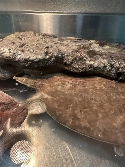 *Dino