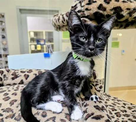 Yoda