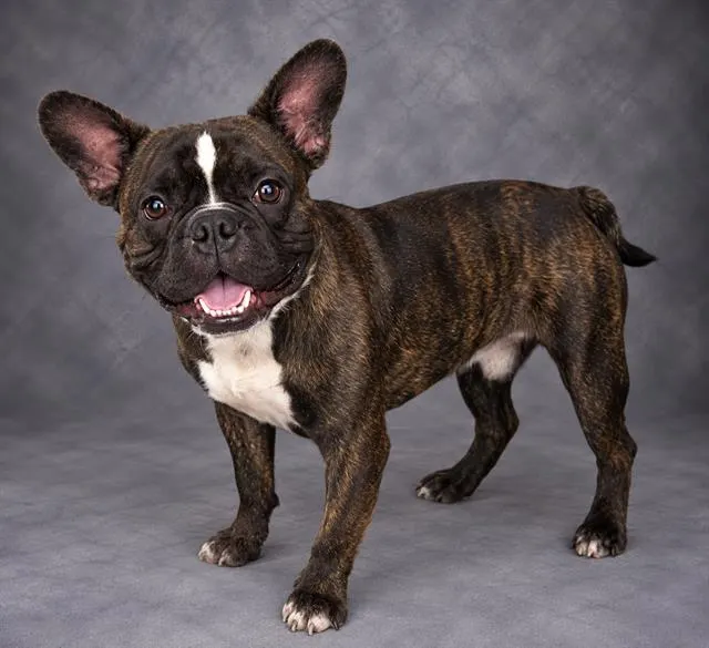Bruno