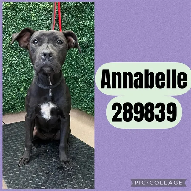 Annabelle