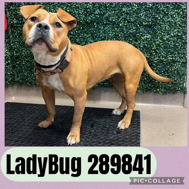 Lady Bug