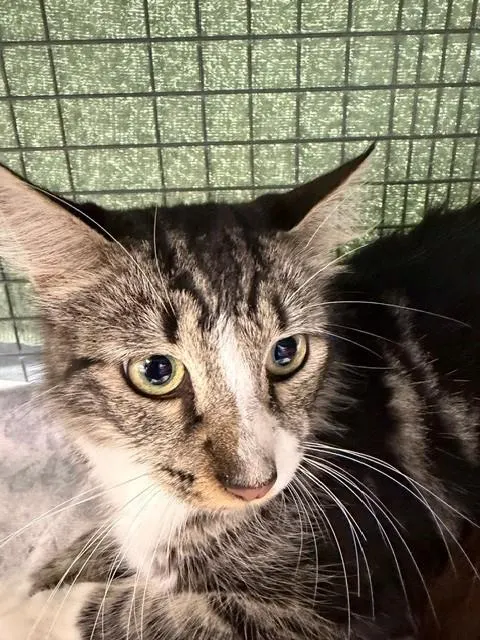 Adoptable Cat
