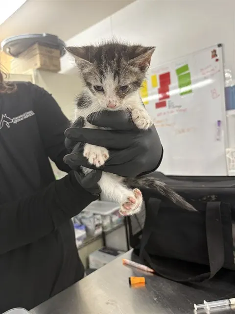 Adoptable Cat