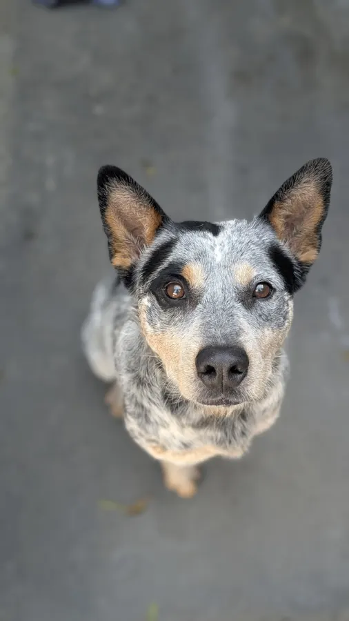 Milo