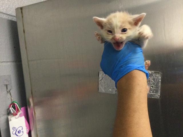 Adoptable Cat