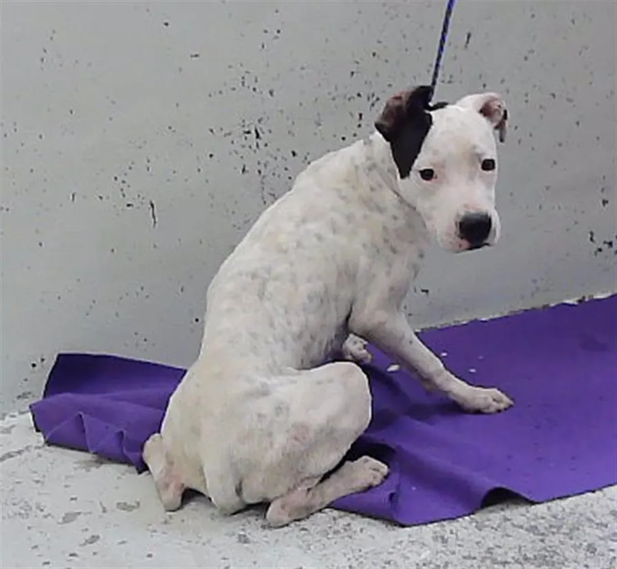 Adoptable Dog