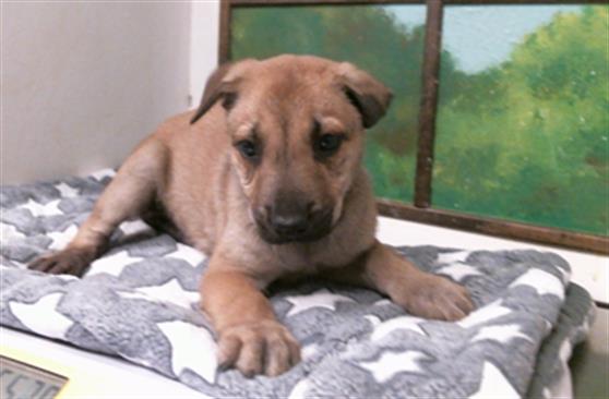 Adoptable Dog