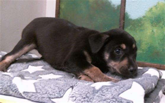 Adoptable Dog