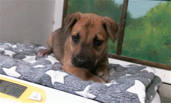 Adoptable Dog