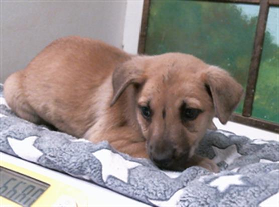 Adoptable Dog