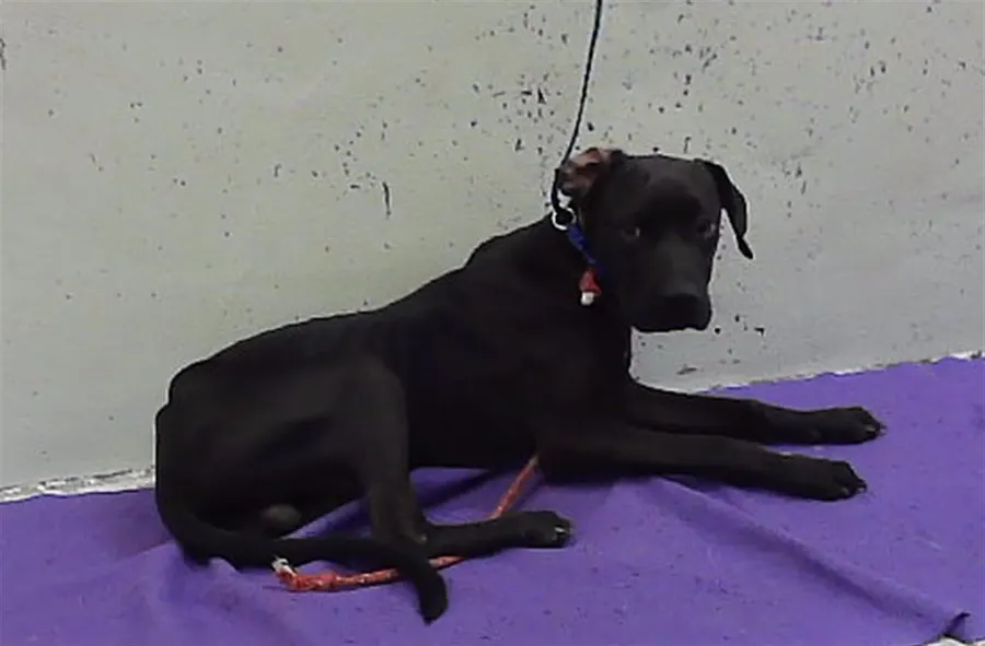 Adoptable Dog
