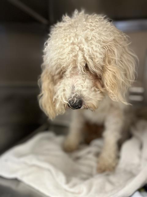 Adoptable Dog