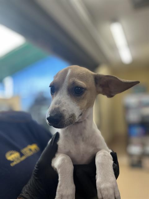 Adoptable Dog