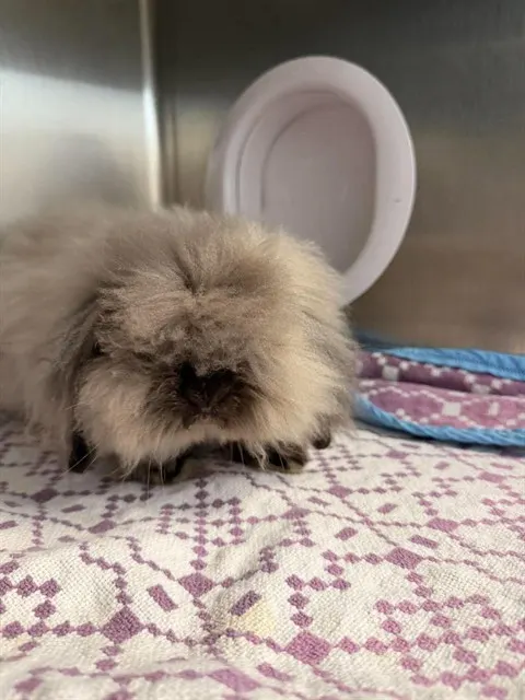 Dustbunny