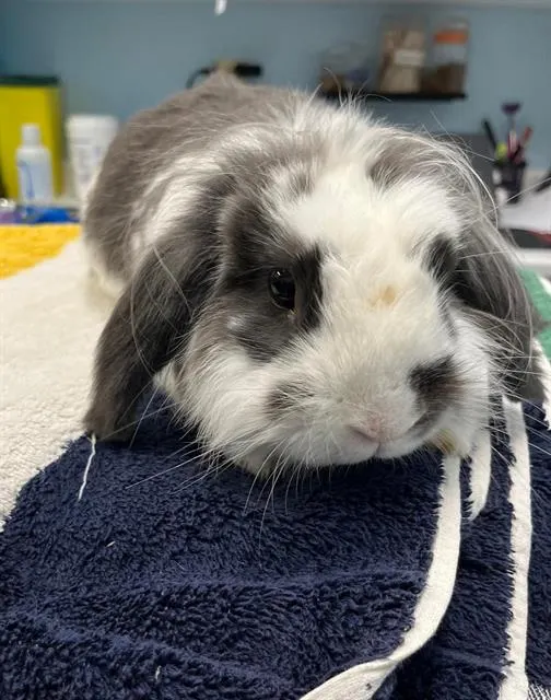 Bun Jovi