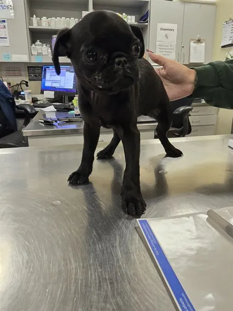 Adoptable Dog
