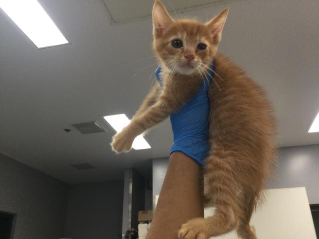 Adoptable Cat
