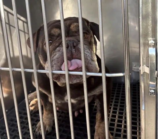 Adoptable Dog