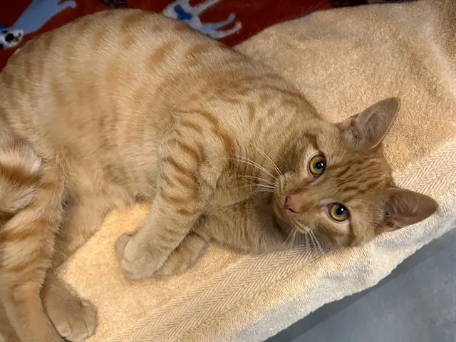 *Garfield