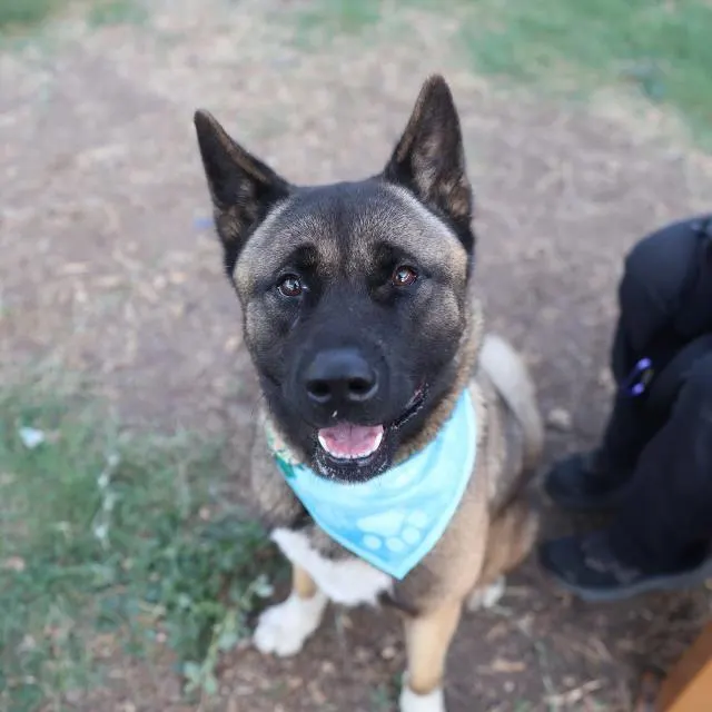 Akita