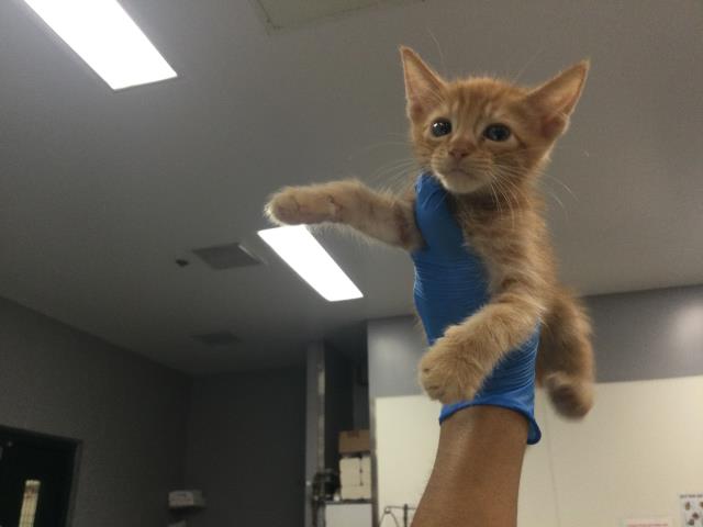 Adoptable Cat