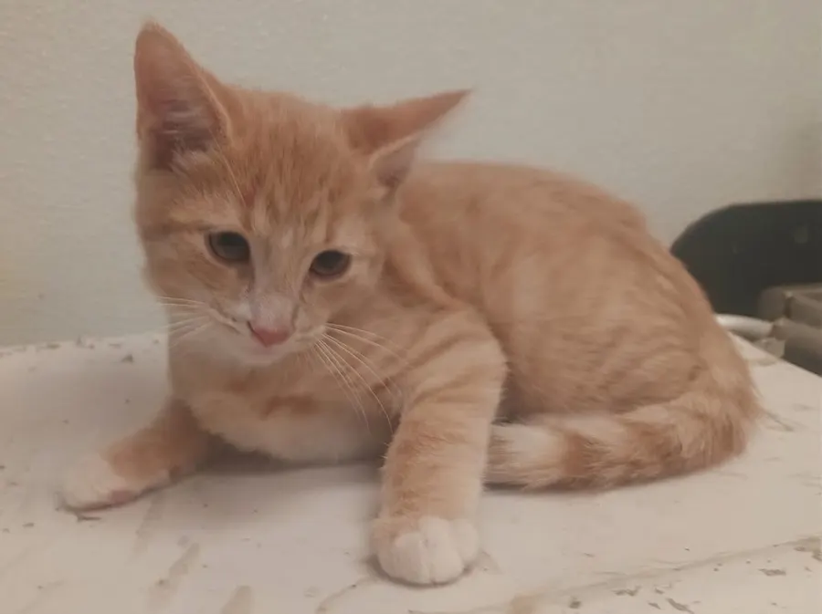 Copper