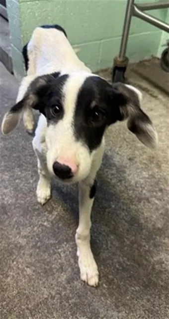 Adoptable Dog