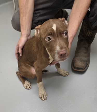 Adoptable Dog