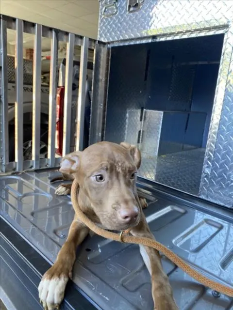 Adoptable Dog