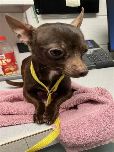 Adoptable Dog
