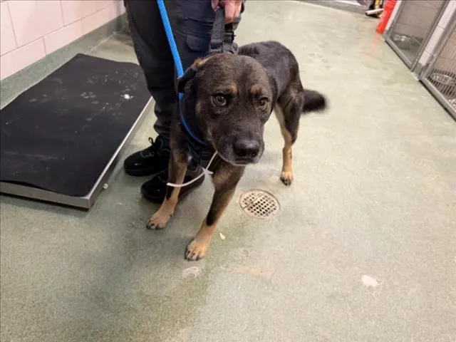 Adoptable Dog