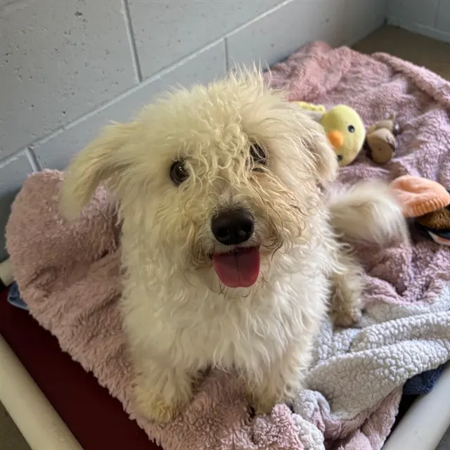 Adoptable Dog