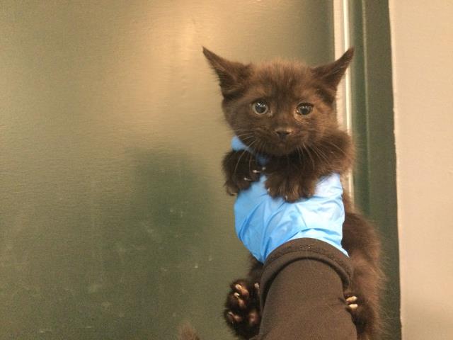 Adoptable Cat