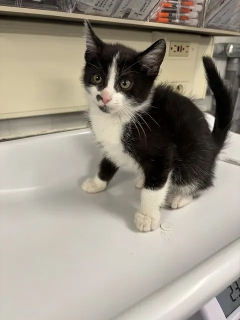 Adoptable Cat