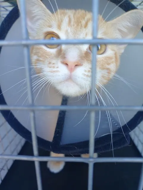 Adoptable Cat