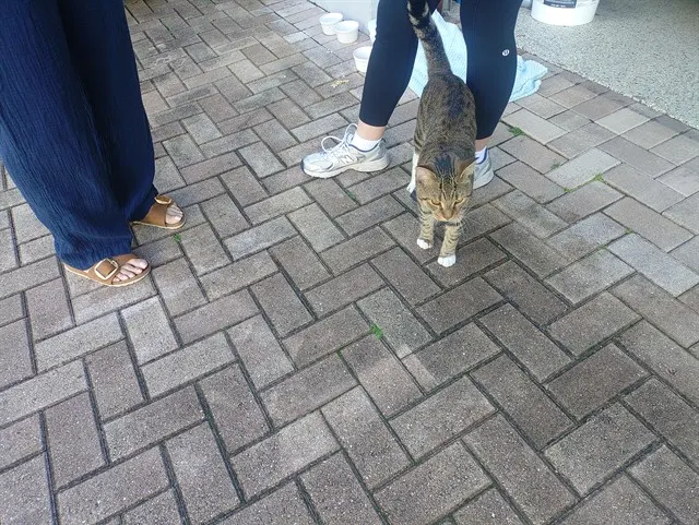 Adoptable Cat