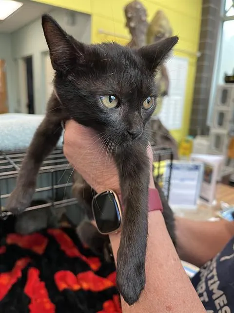 Elvira