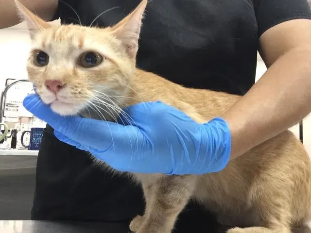 Adoptable Cat