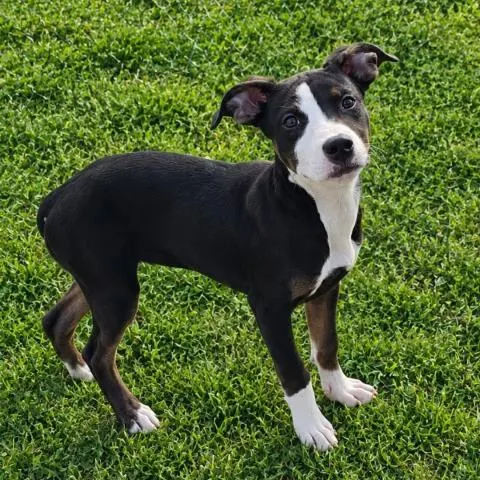Roxy