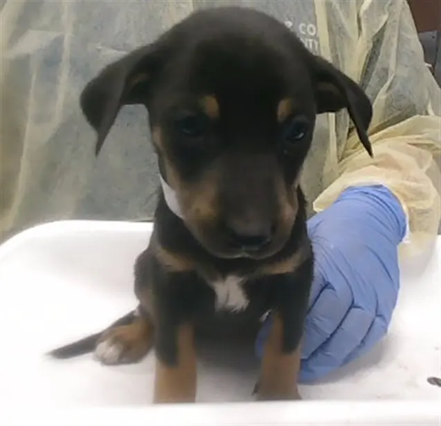 Skye