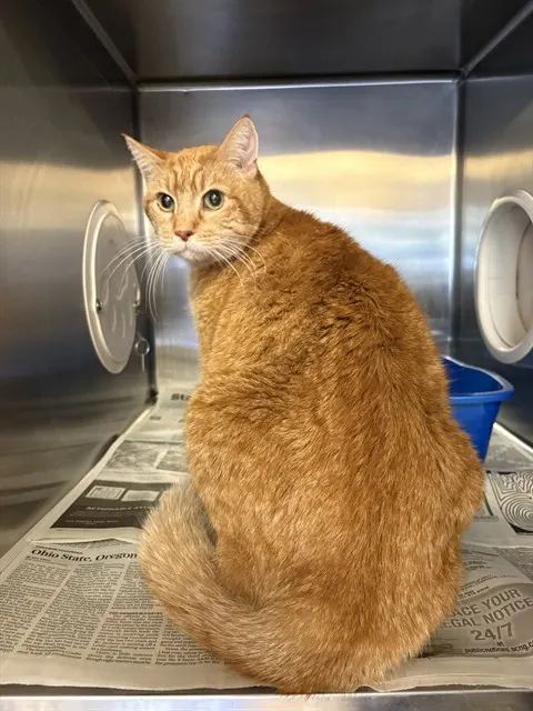 Orange Kitty