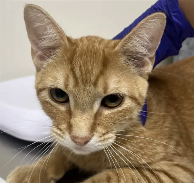Adoptable Cat