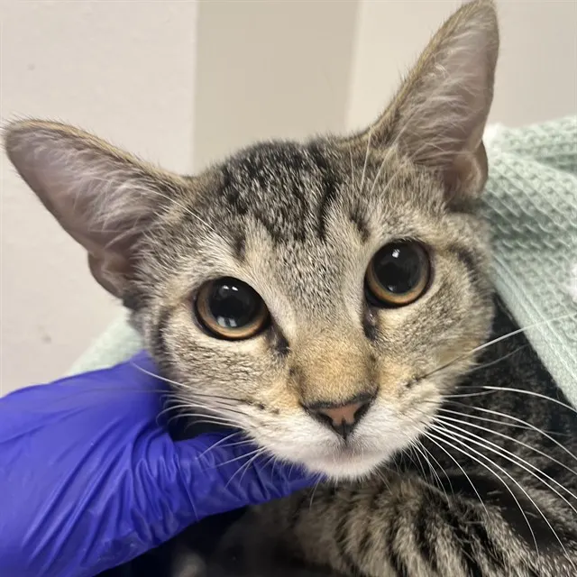 Adoptable Cat