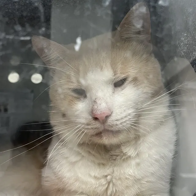 Adoptable Cat